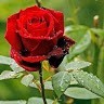 Prem Kumar