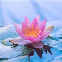 Hemalatha M