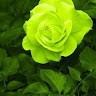 Sasi R
