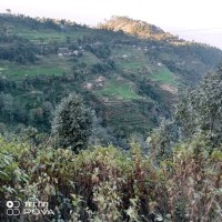 Tirtha Bahadur Sijali Magar