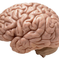 Nervous System