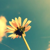 Hardboiledtoes Parslow