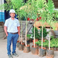 Pravin Thorat