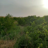 برابح محمد