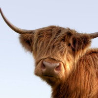 Leo (Commerical Manager)