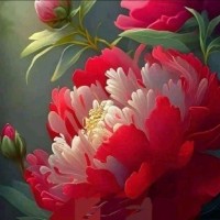 Faisal Naseer