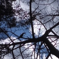 Flávio Adriano Rodrigues