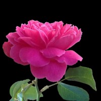 B.S Murthy