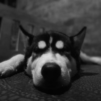 Niko M.
