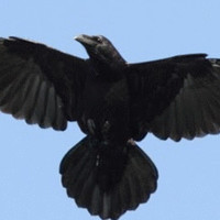 Raven King
