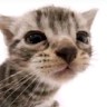 Spec undefined