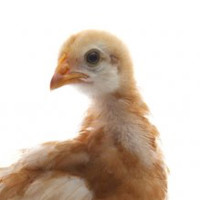 Currillo El encogido