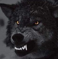 Wolf Nero
