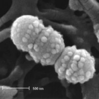 Leuconostoc Mesenteroides