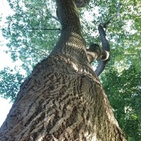 Luis Alejandro Rodríguez Perdigón