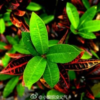 宋昊东