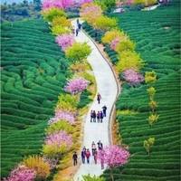 AMY ZHANG张岩梅