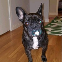 Henrik Odin