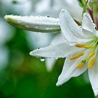 Lily Trisnawati