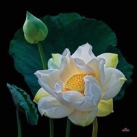 Pham Xuan