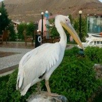 ابراهيم محمد