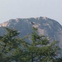 潘贞朴