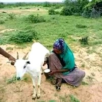 Ahmed Nuur Abdi