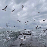 دانه القحطاني