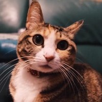 Miumiu Meow