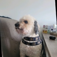 Robert Van Schijndel