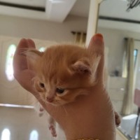 Nurdeana Amyra Mohd Nakri