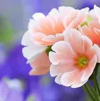 Victoria Sofía Duarte Hernández