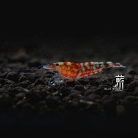嚴永旭