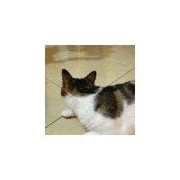章海东