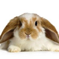 François-xavier de Moro-Giafferri