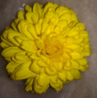 Alekya Patha