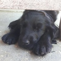 Alexandra Flötman- Strijker