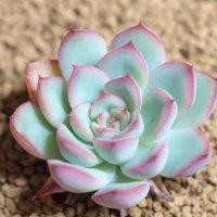 史敏芝