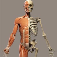 Dr Lee Clark Physiotherapist