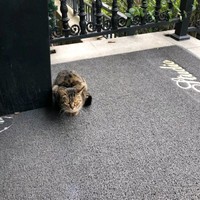 王鹤松