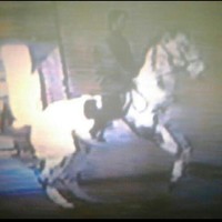 Nick Peronace Dressage
