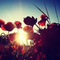 Poppy Carmelo