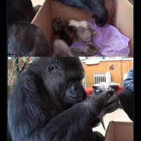 jose perdro argon melapelas