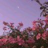 Tayyaba Fatima