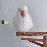 쫑아 undefined