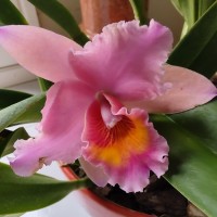 Martha Cruces