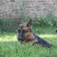 nicolas alejandro giani