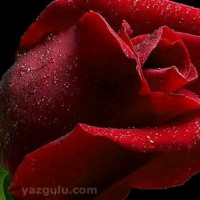 صلاح مصطفى