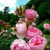 Hasna Yousfi