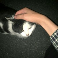 韦玉龙
